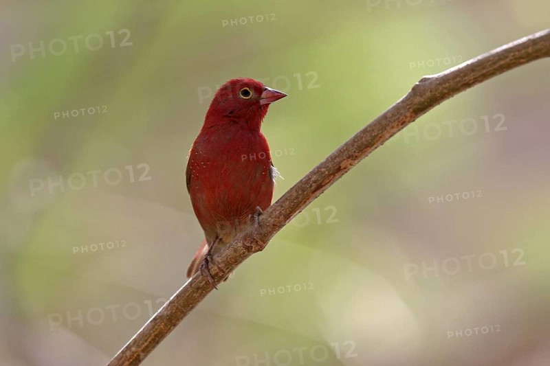 Red-billed firefinch