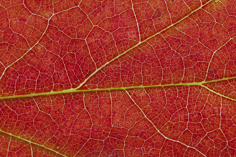 Northern red oak