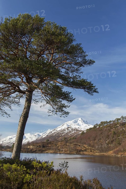 Scots pine