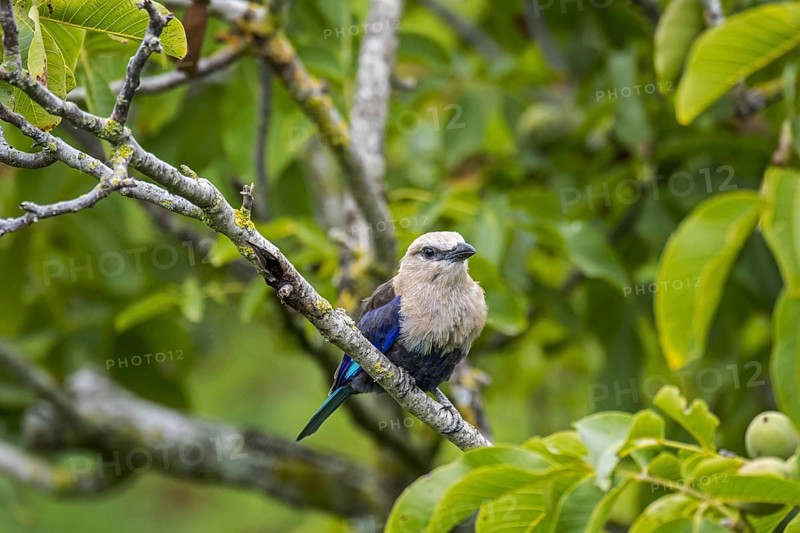 Blue-bellied roller