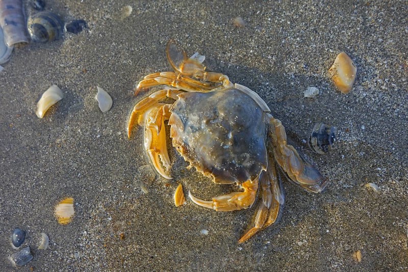 Dead flying crab