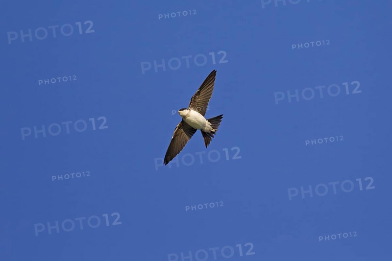 Common House Martin