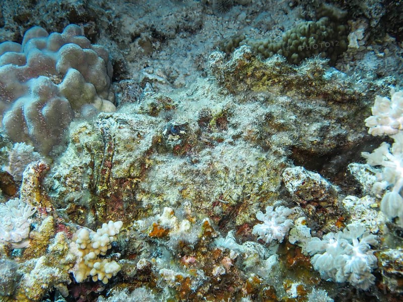 Stonefish