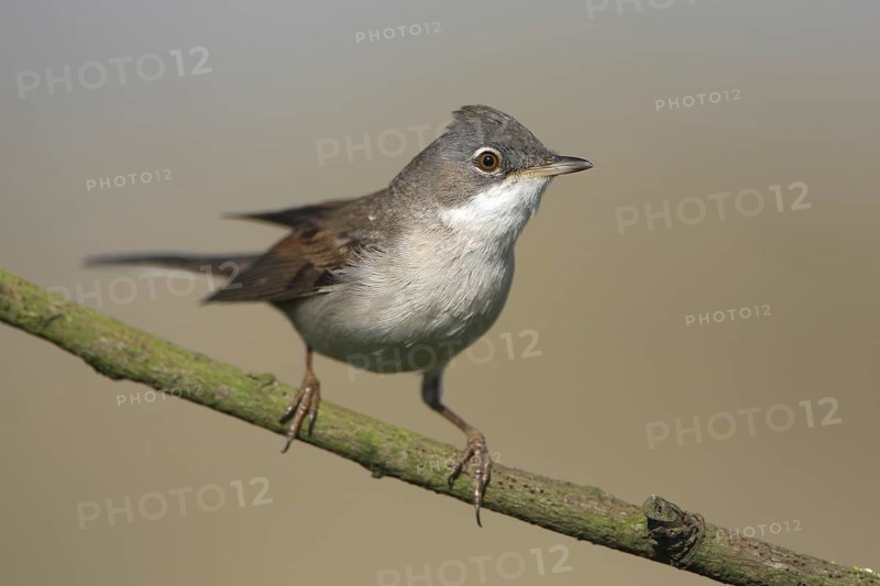 Common Whitethroat