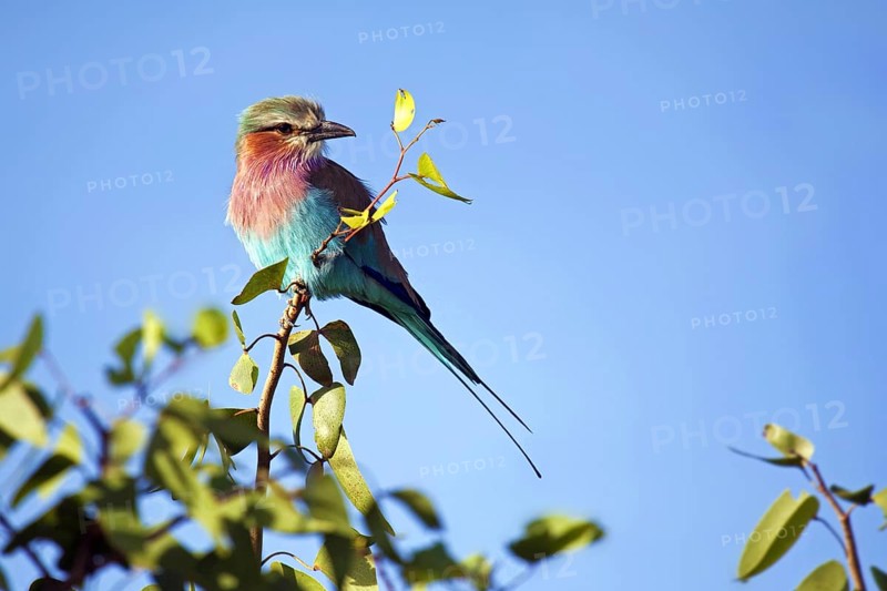 Lilac-breasted Roller