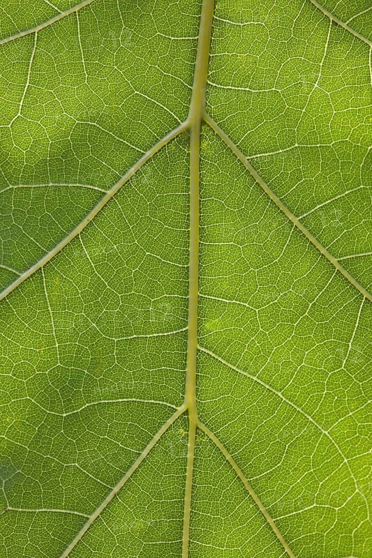 Northern red oak