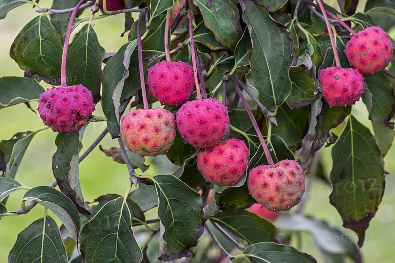 Chinese dogwood