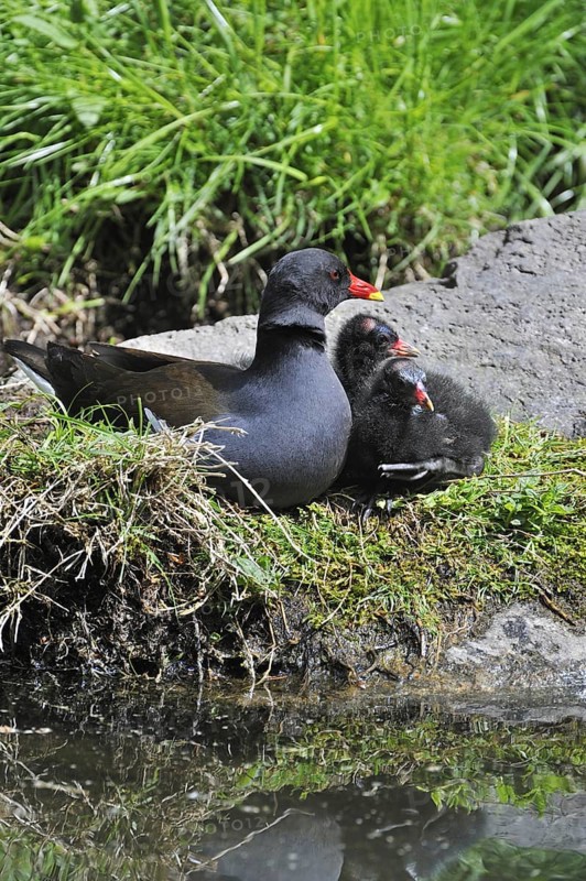 Common Moorhen