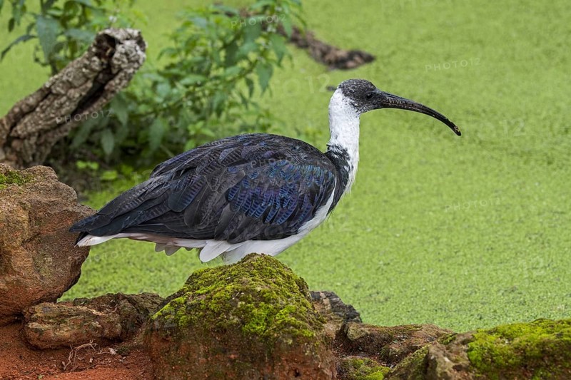 Straw-necked ibis