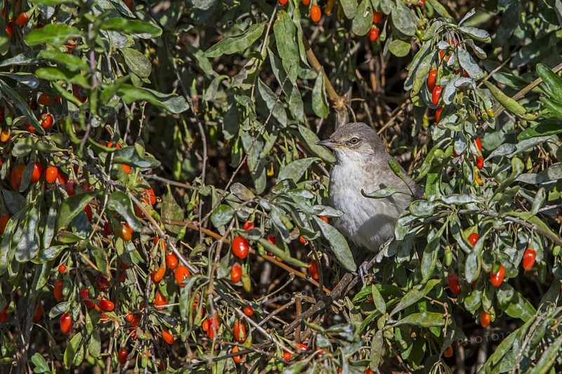 Barred warbler