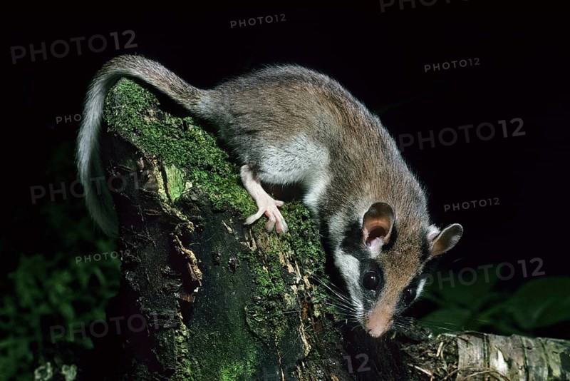 Garden dormouse