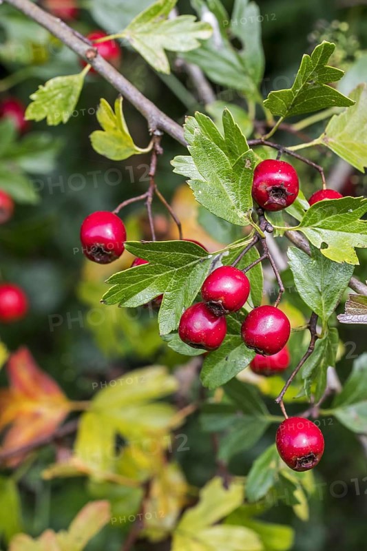 Common hawthorn