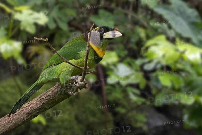 Fire-tufted barbet