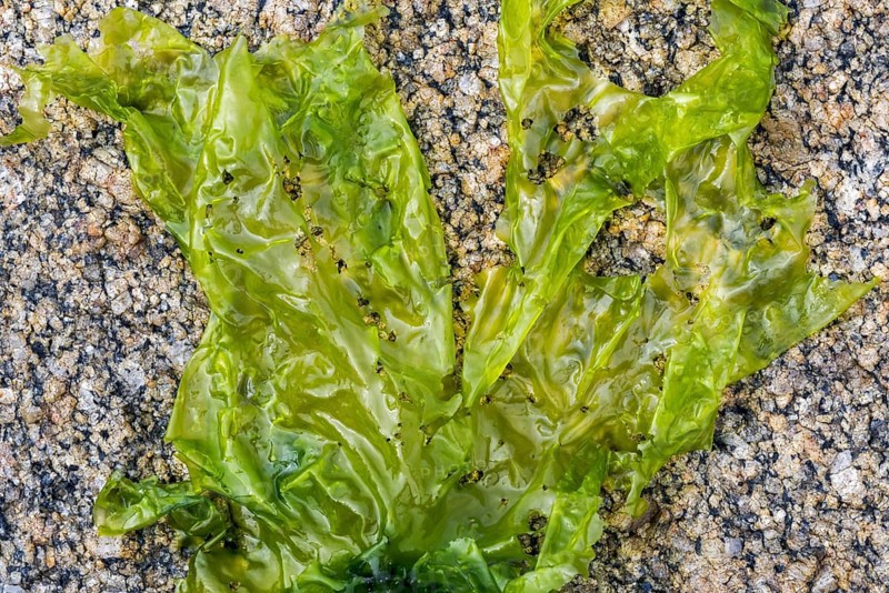 Sea lettuce