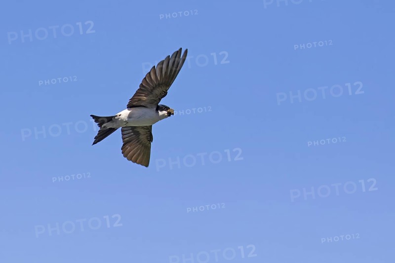 Common house martin