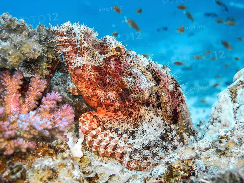 Scorpionfish
