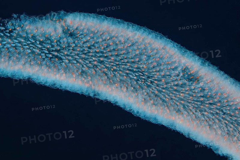 Close-up of Salpe pyrosomes