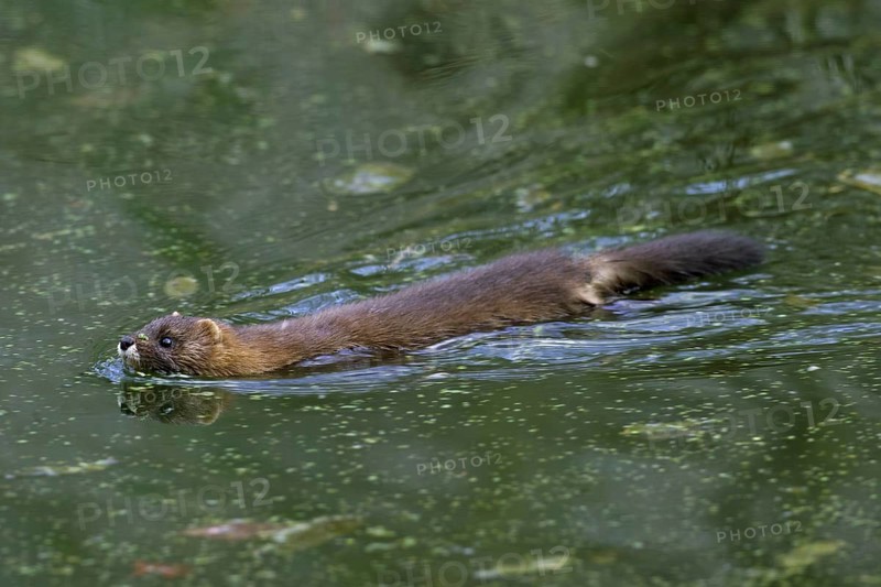 European mink