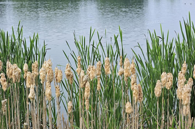 Common Bulrush
