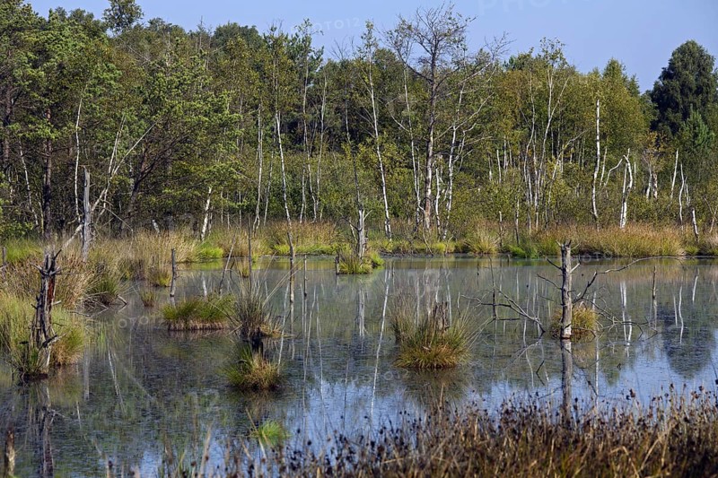 Pietzmoor