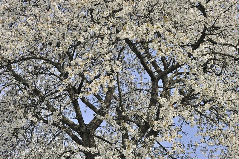 Cherry tree blossoming