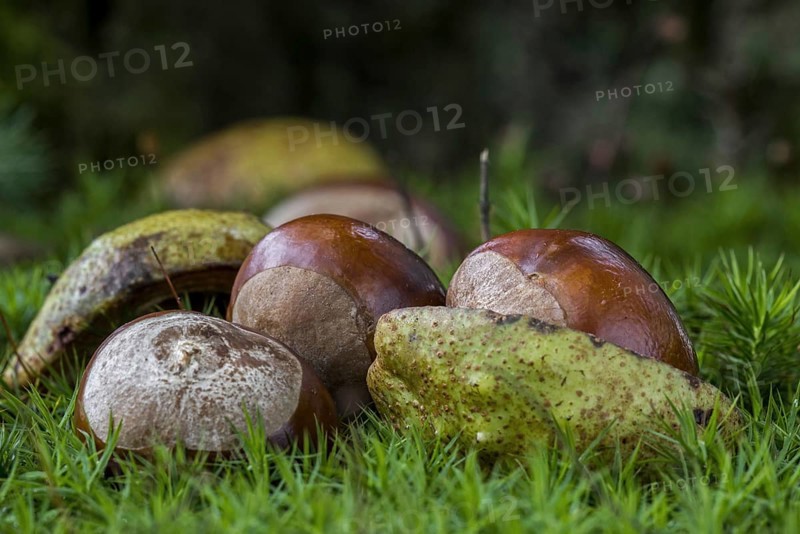 Fallen conkers