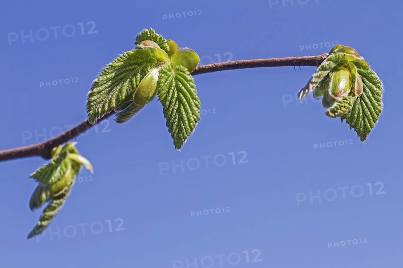 Buds opening and leaves emerging from common hazel