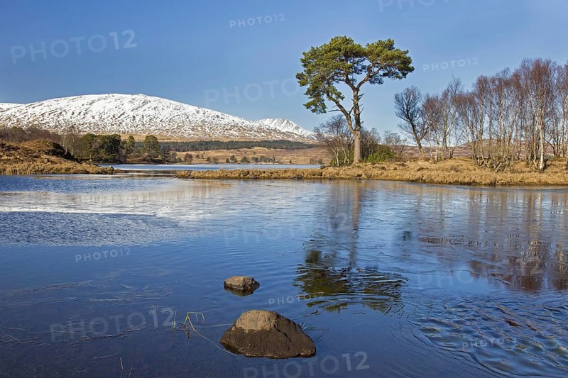 Scots pine