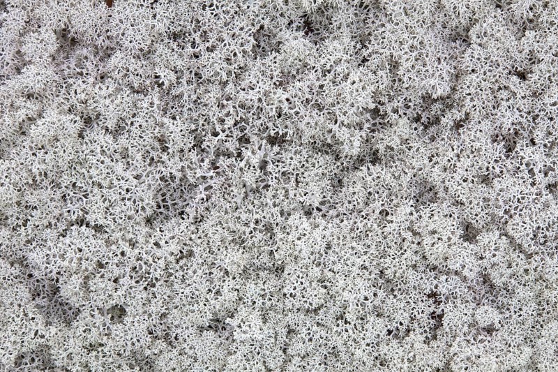 Reindeer lichen