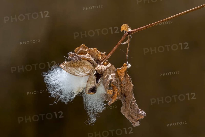 Long staple cotton