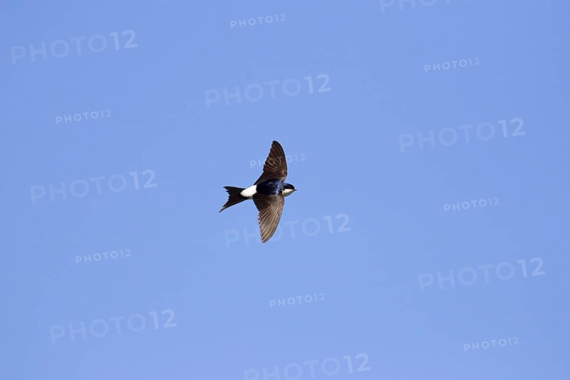 Common house martin