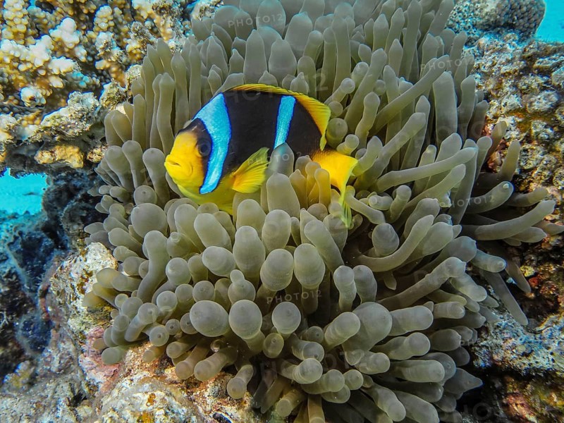 Sea anemone