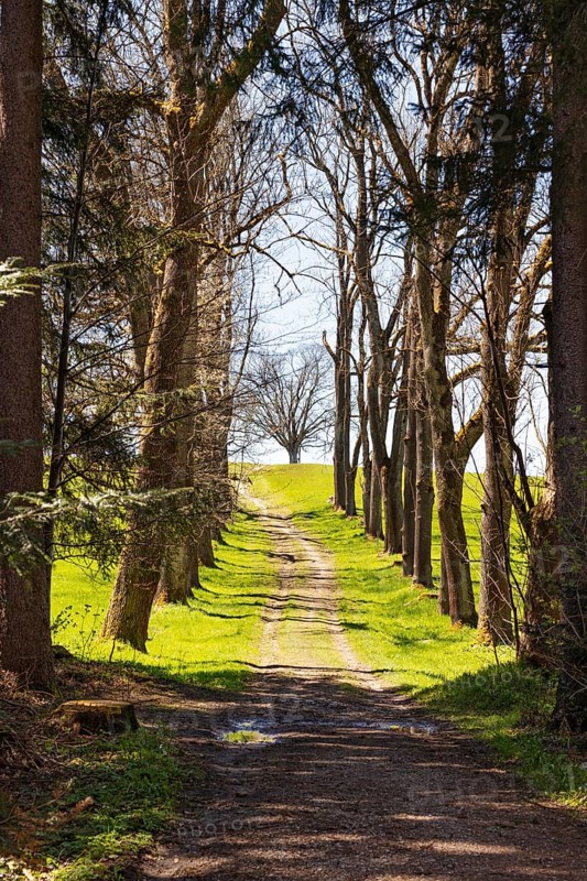 Forest path