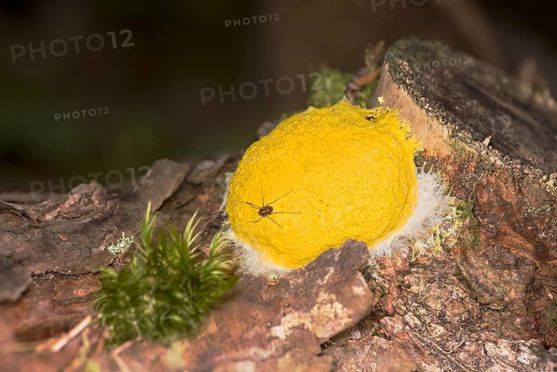 A weaver's gargoyle on the mobile slime mould yellow blossom