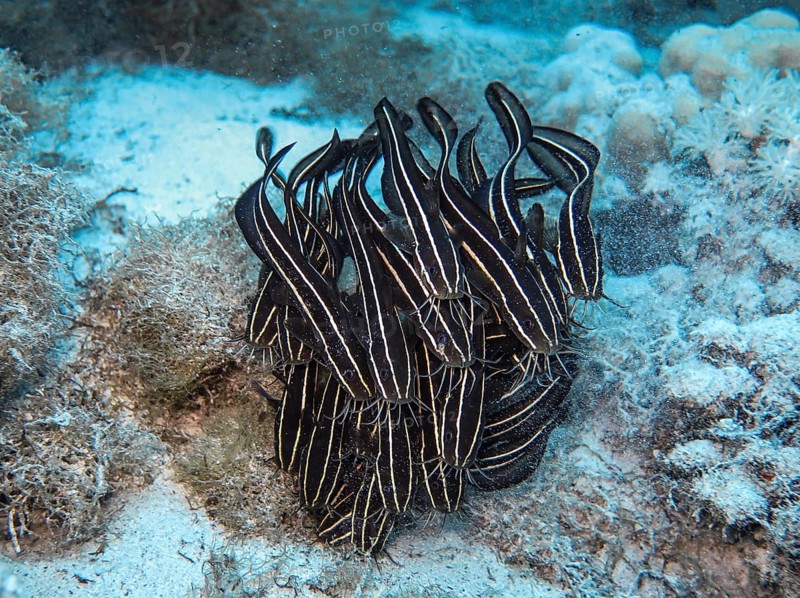 Shoal of striped eel catfish
