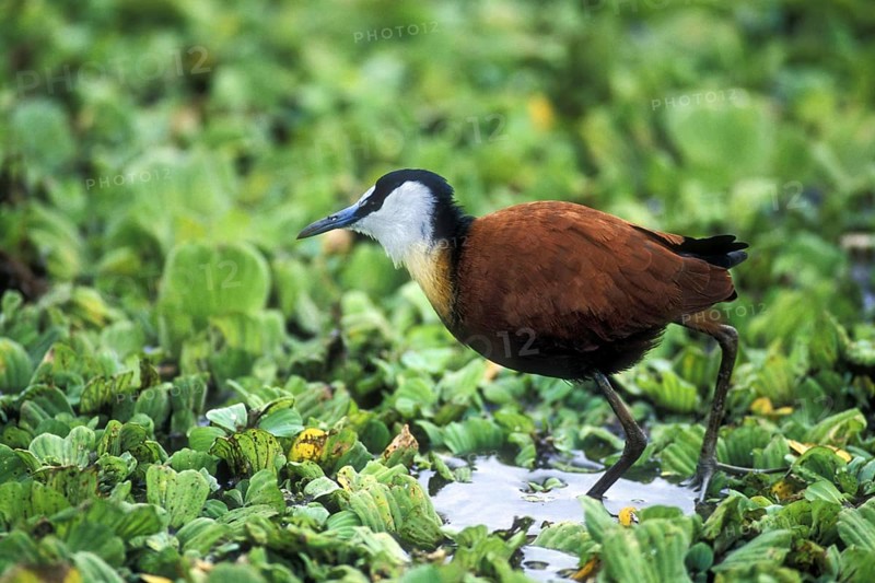 African jacana
