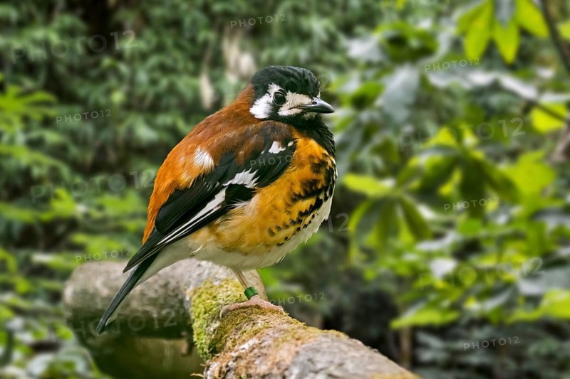 Chestnut-backed thrush