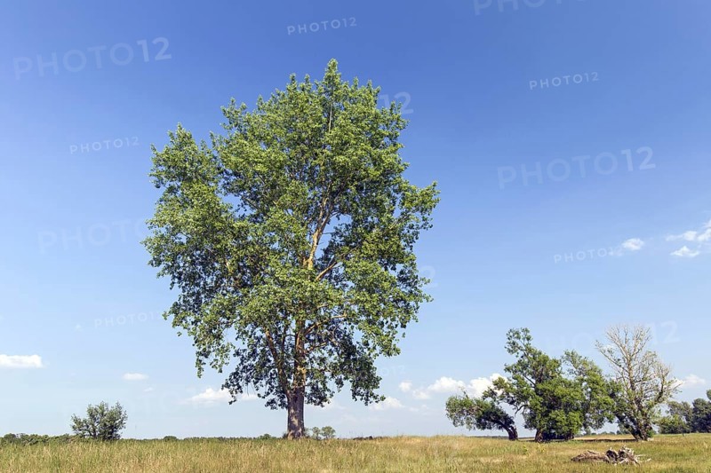 Black poplar