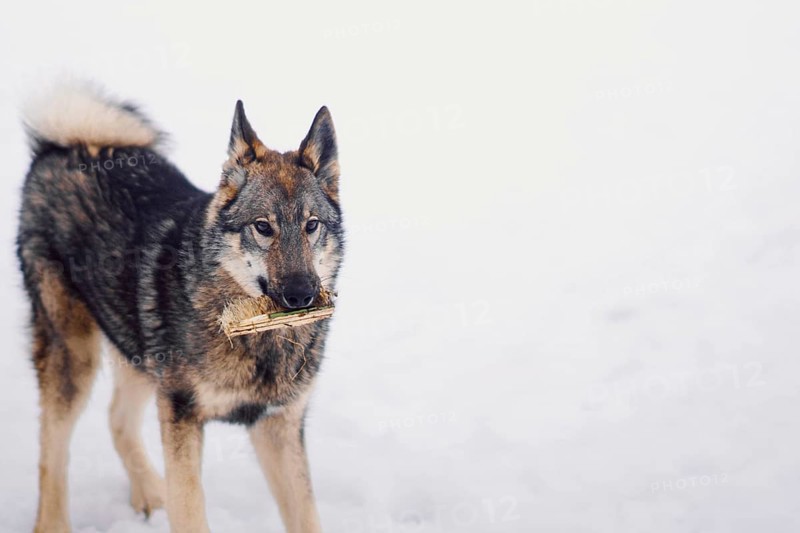Lonely Siberian husky walks in snowy weather in a dog shelter