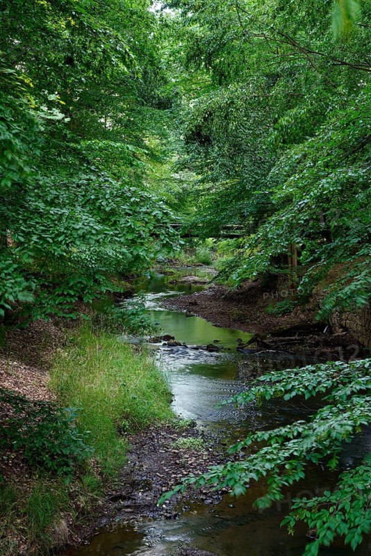 Brook