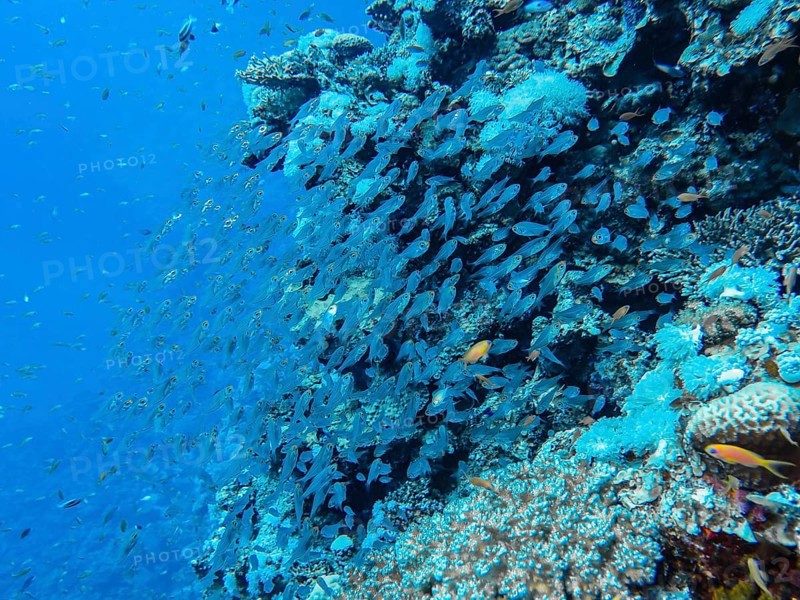 School of pigmy sweepers