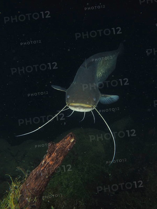 Portrait of catfish