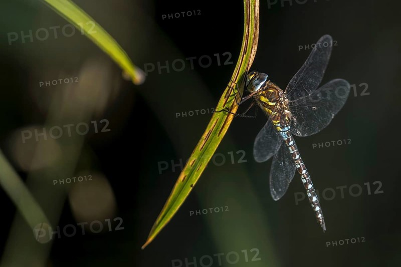 Migrant hawker