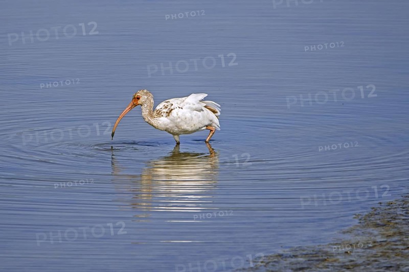 American white ibis