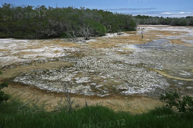 Shallow water of inland lake containing high concentration of bacteria on Isabela Island