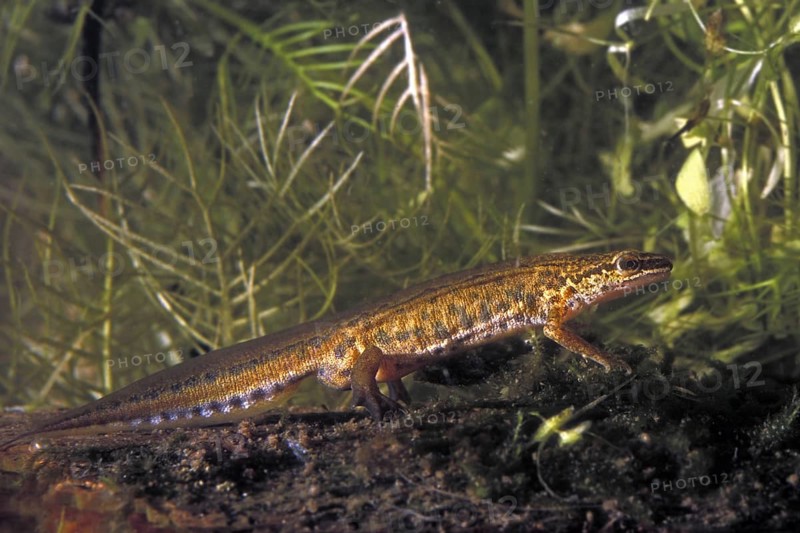 Palmate newt