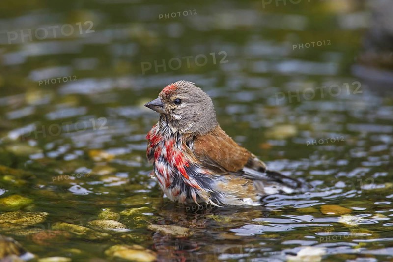 Common linnet