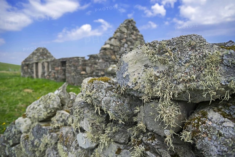 Lichen on dry stone