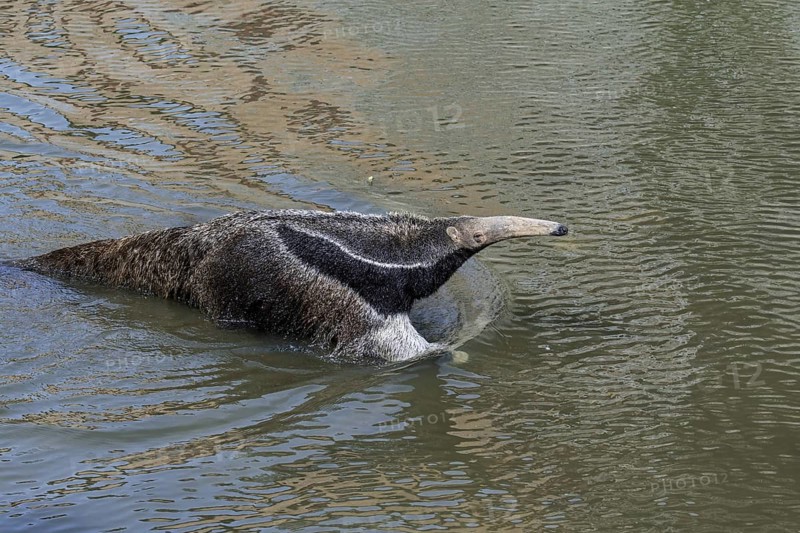 Giant anteater