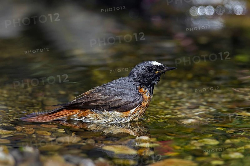 Common redstart